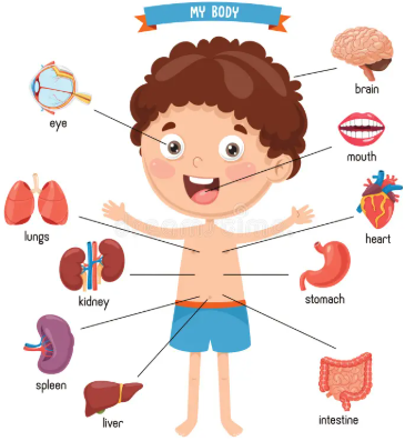 Level 4 – Human Body and Health